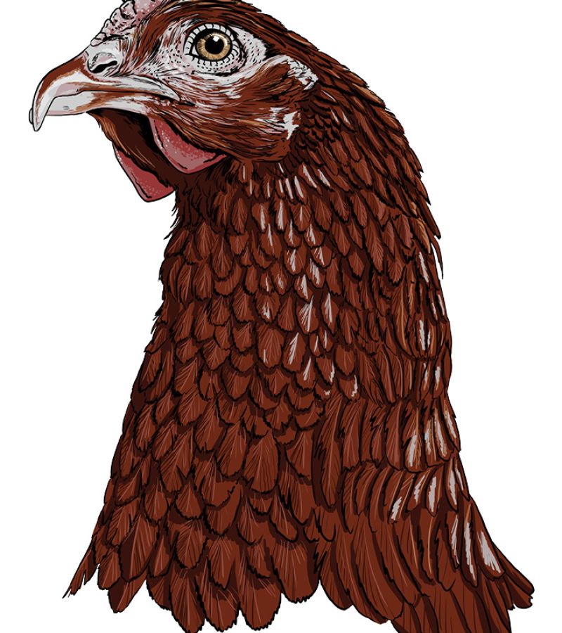 Illustration eines Huhns.