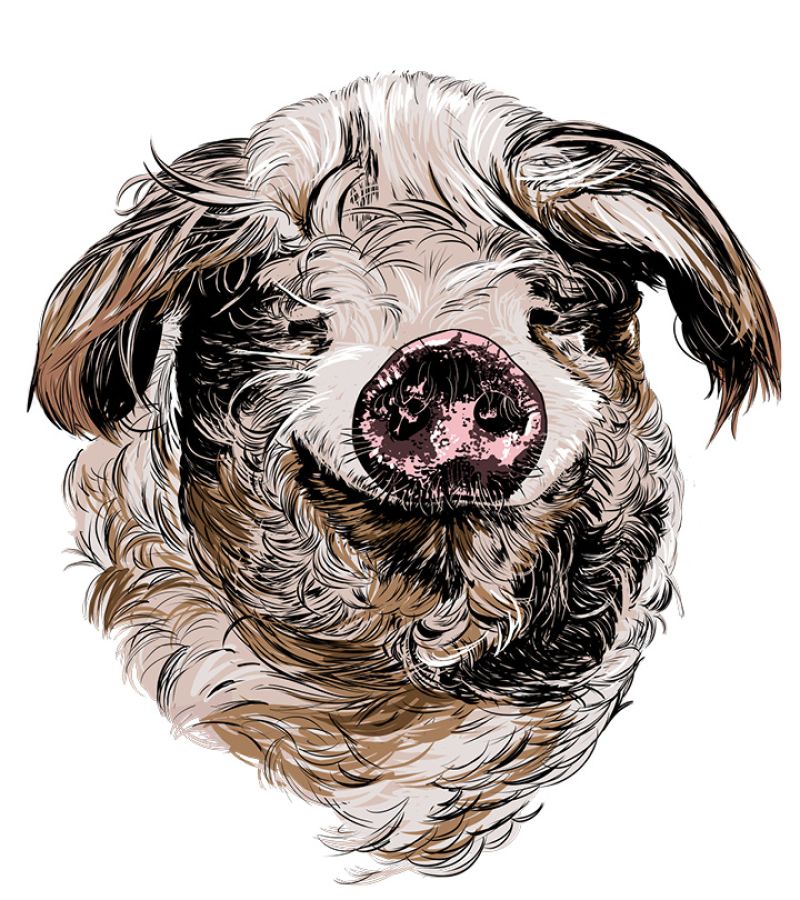 Illustration eines Schweins.