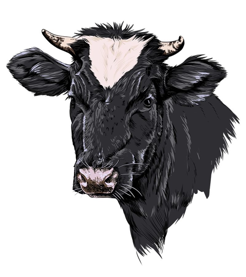 Illustration einer Kuh.