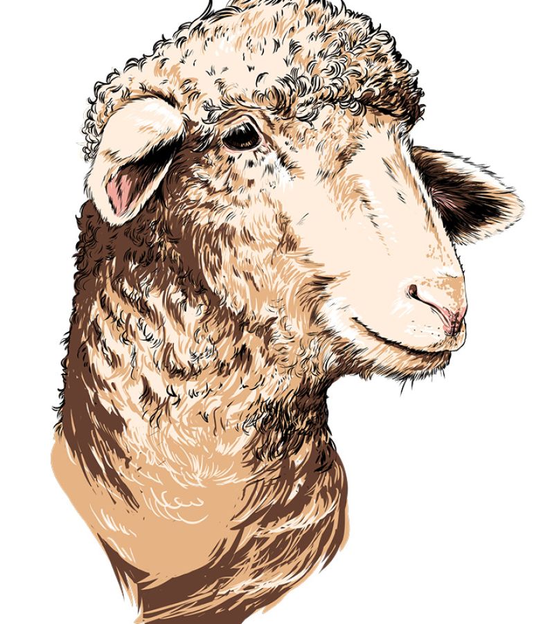 Illustration eines Schafs.